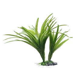 Hagen Fluval Striped Acorus Plant 10in Pp1610{L + 7} - Aquarium