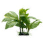 Hagen Fluval Striped Spathiphyllum Plant 9in Pp1609{L+7} 080605116092