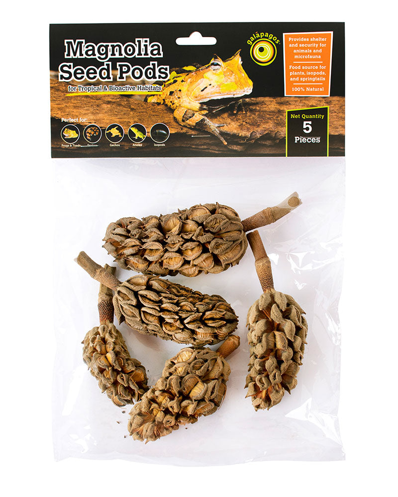 Galapagos Natural Magnolia Seed Pods 5 pk 759834051596