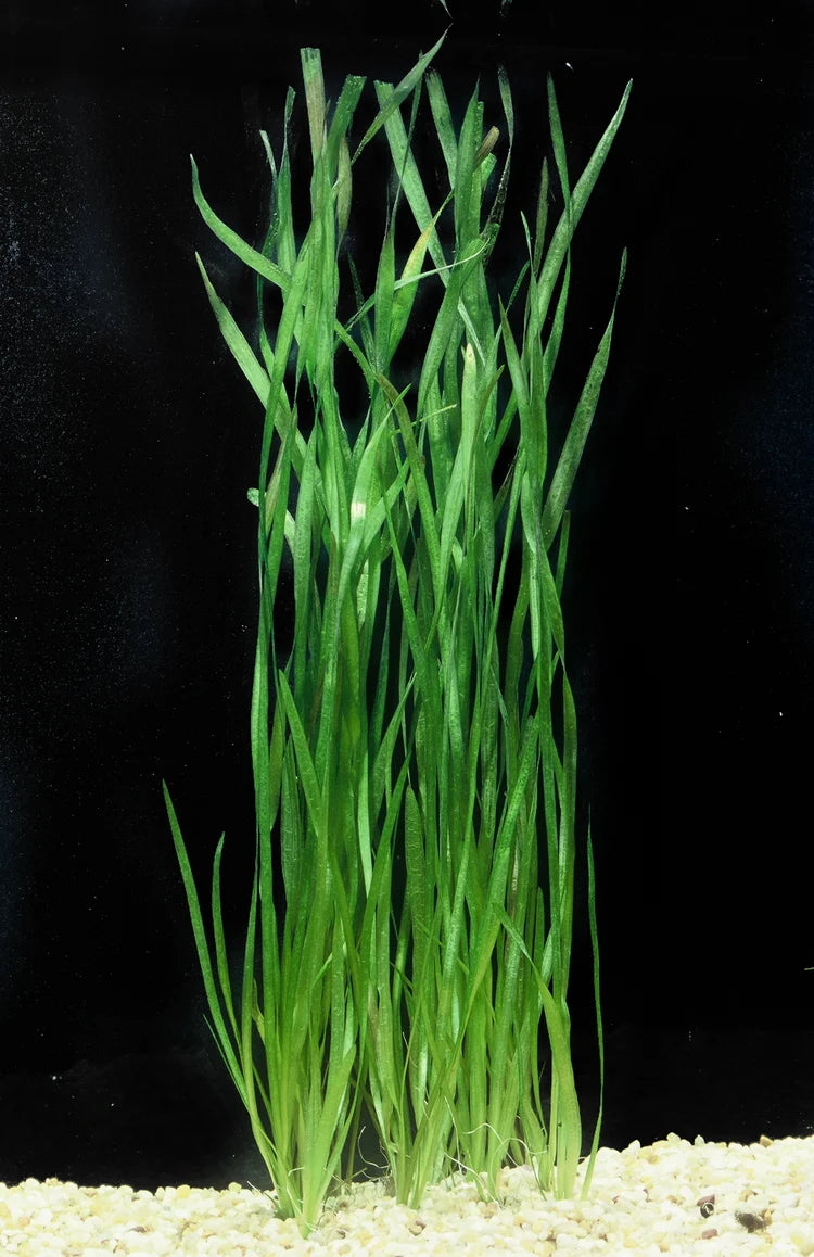 Italian Vallisneria (Vallisneria spiralis) freshwater aquarium plant with long, flowing green leaves
