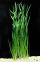 Italian Vallisneria (Vallisneria spiralis) freshwater aquarium plant with long, flowing green leaves