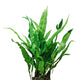 A healthy Java Fern (Microsorum pteropus) aquarium plant with long, deep green, textured leaves growing from a thick rhizome. The lush foliage makes it an ideal midground or background plant for freshwater aquariums.