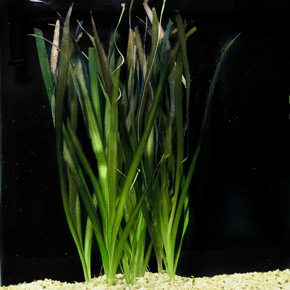 Jungle Vallisneria (Vallisneria americana) freshwater aquarium plant with long, flowing green leaves