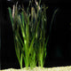 Jungle Vallisneria (Vallisneria americana) freshwater aquarium plant with long, flowing green leaves