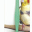 JW Pet Sand Perch Assorted Regular - Bird
