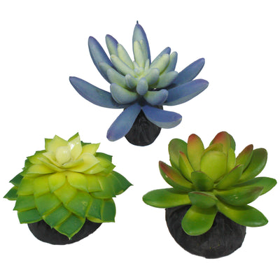 Komodo Desert Succulent Plant Blue & Green 3 pk 784369933093