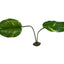 Komodo Guiana Plant Jumbo