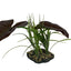 Komodo Rainforest Canopy Plant 10in - Reptile