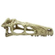 Komodo Raptor Skull Reptile Hideout Tan LG