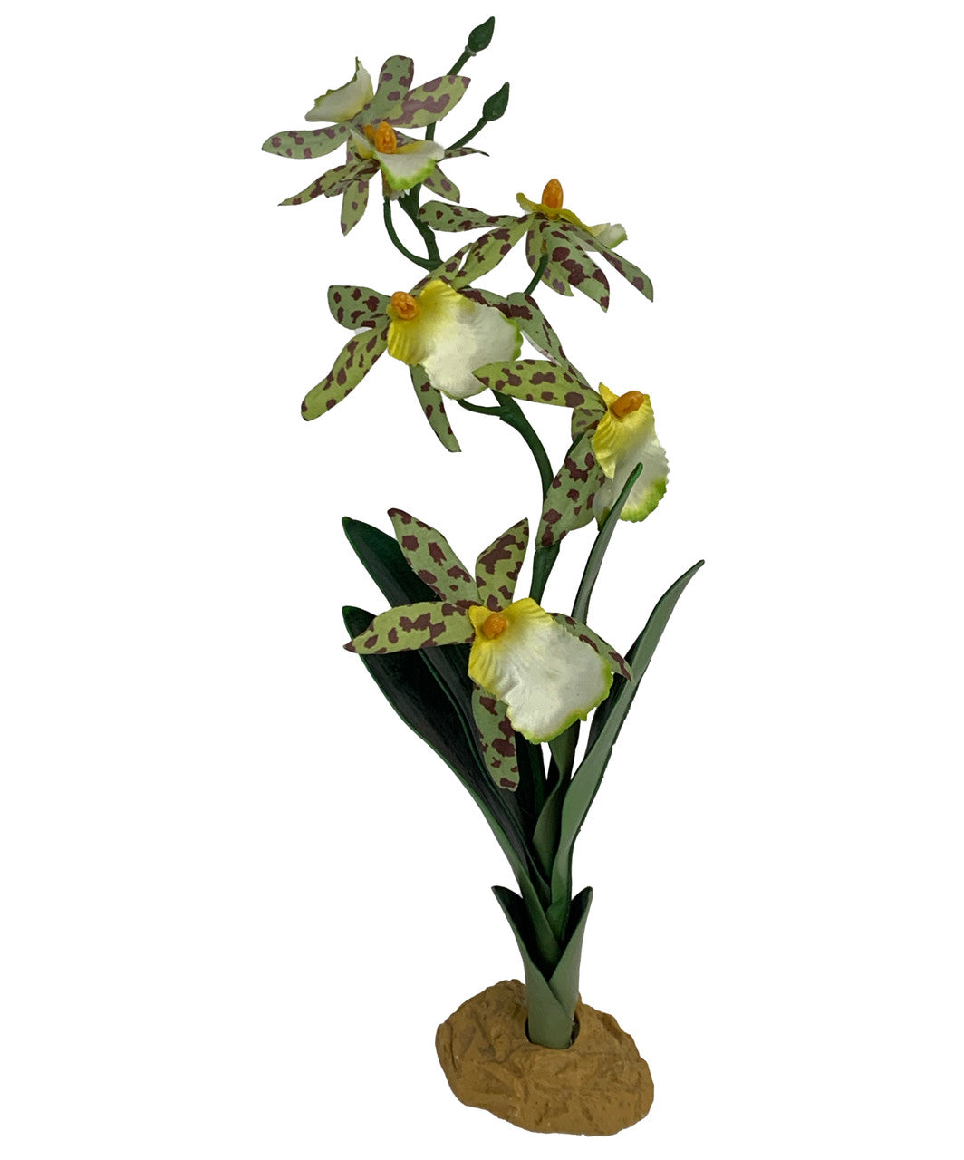 Komodo Spider Orchid Plant w/Gravel