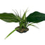 Komodo Woodland Canopy Plant 42cm - Reptile