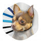 KONG E - Collar Clear/Blue/Black SM - Dog