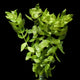 Live Bacopa caroliniana freshwater aquarium plant with bright green leaves