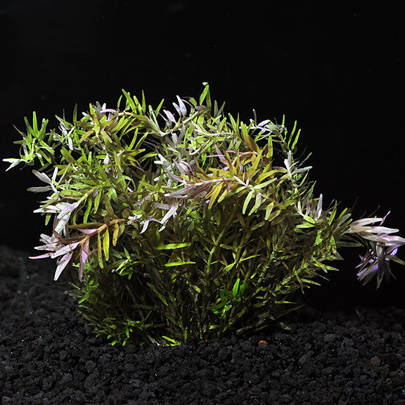 Rotala Indica (Rotala rotundifolia) freshwater aquarium plant with slender green leaves and pinkish growth tips