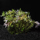 Rotala Indica (Rotala rotundifolia) freshwater aquarium plant with slender green leaves and pinkish growth tips