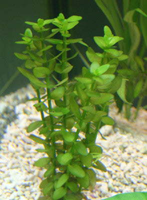 Bacopa Australis live aquarium plant with bright green rounded leaves