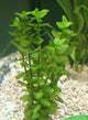 Bacopa Australis live aquarium plant with bright green rounded leaves