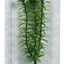 Marina Aquascaper Plant Anacharis 12071{L + 7} - Aquarium