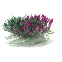 Marina Betta Purple Hearts Shrub 3in 12087{L+7} 015561120876