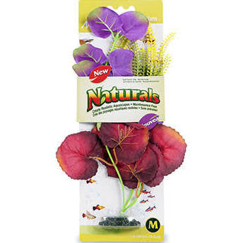 Marina Naturals Indigo and Deep Red Moneywort Plant Medium Pp123{L+7} 080605101234