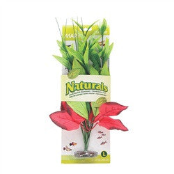 Marina Naturals Red and Green Pickerel Silk Plant L Pp100{L+7} 080605101005