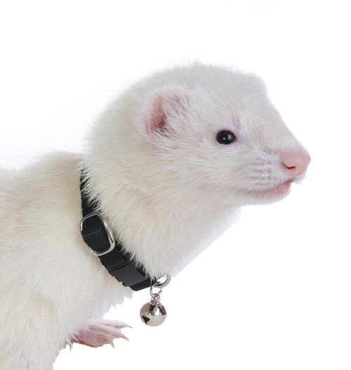 Marshall Ferret Bell Collar Black 3/8 in - Small - Pet