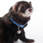 Marshall Ferret Bell Collar Blue 3/8 in - Small - Pet