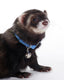 Marshall Ferret Bell Collar Blue 3/8 in - Small - Pet