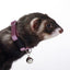 Marshall Ferret Bell Collar Purple 3/8 in - Small - Pet