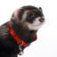 Marshall Ferret Bell Collar Red 3/8 in