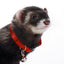 Marshall Ferret Bell Collar Red 3/8 in - Small - Pet