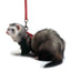 Marshall Ferret Harness and Lead Set Red - Small - Pet