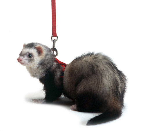 Marshall Ferret Harness and Lead Set Red - Small - Pet