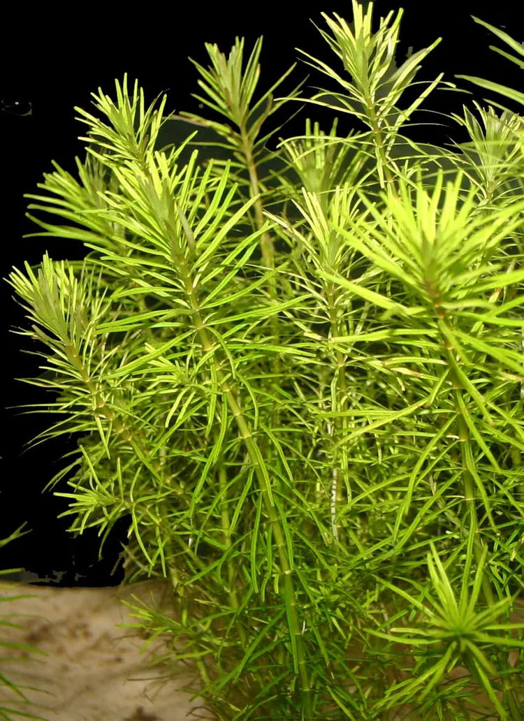  Rotala Nanjenshan aquarium plant with delicate green foliage, ideal for planted freshwater aquariums