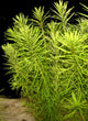  Rotala Nanjenshan aquarium plant with delicate green foliage, ideal for planted freshwater aquariums