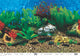 Penn-Plax Roll-A-Scene Double Sided Background Multi-Color 31.75 In X 50 ft 030172037320