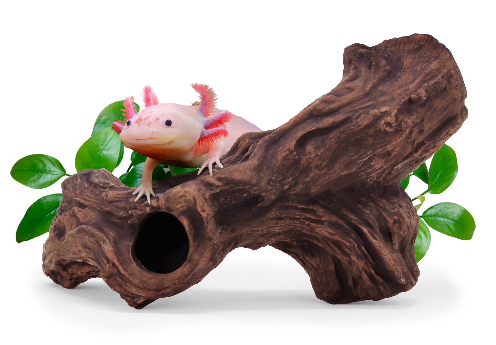 aquavitro Ceramic Hides Aquatic Ornament B3 000116070973