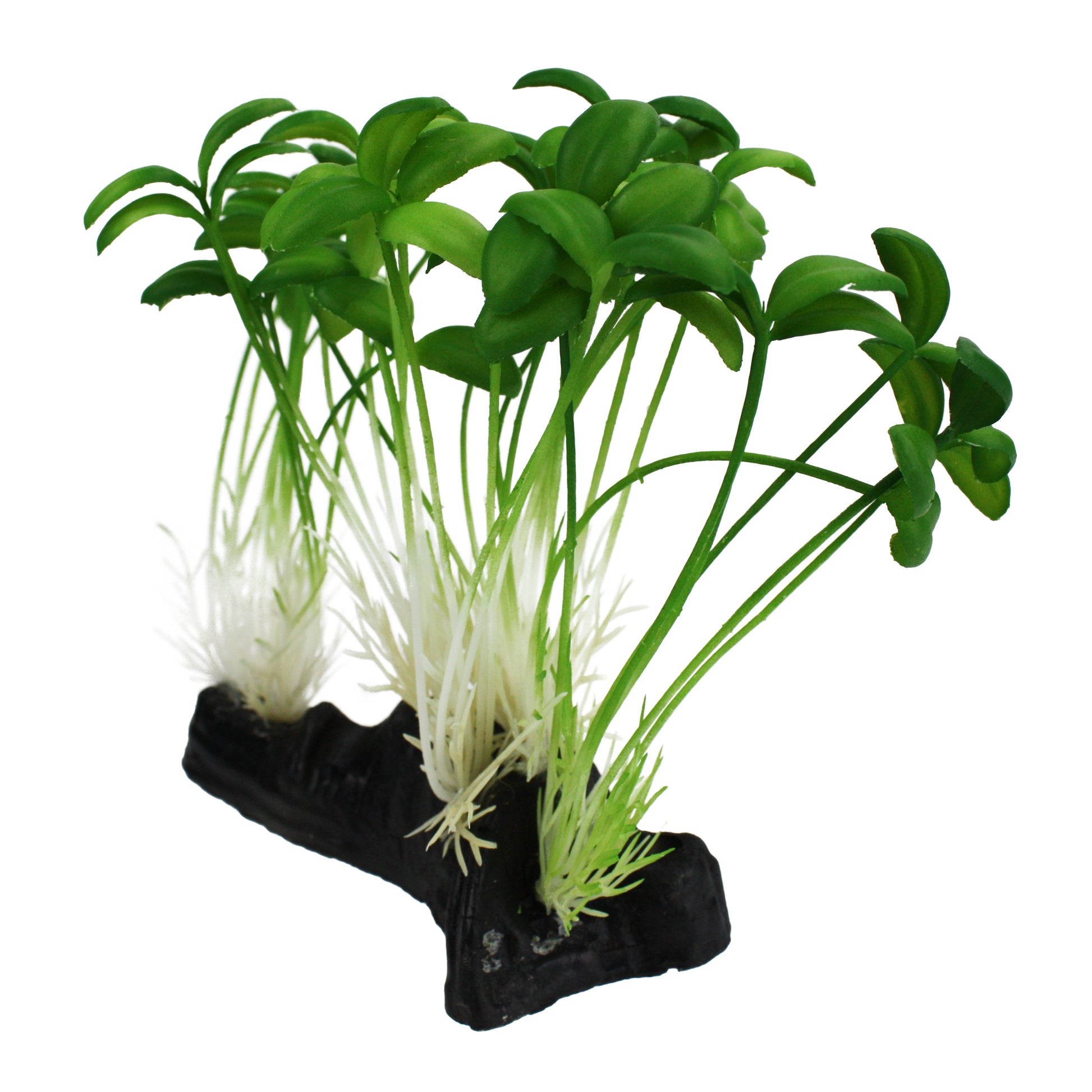 Komodo Sprout Plant 784369933109