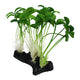Komodo Sprout Plant 784369933109