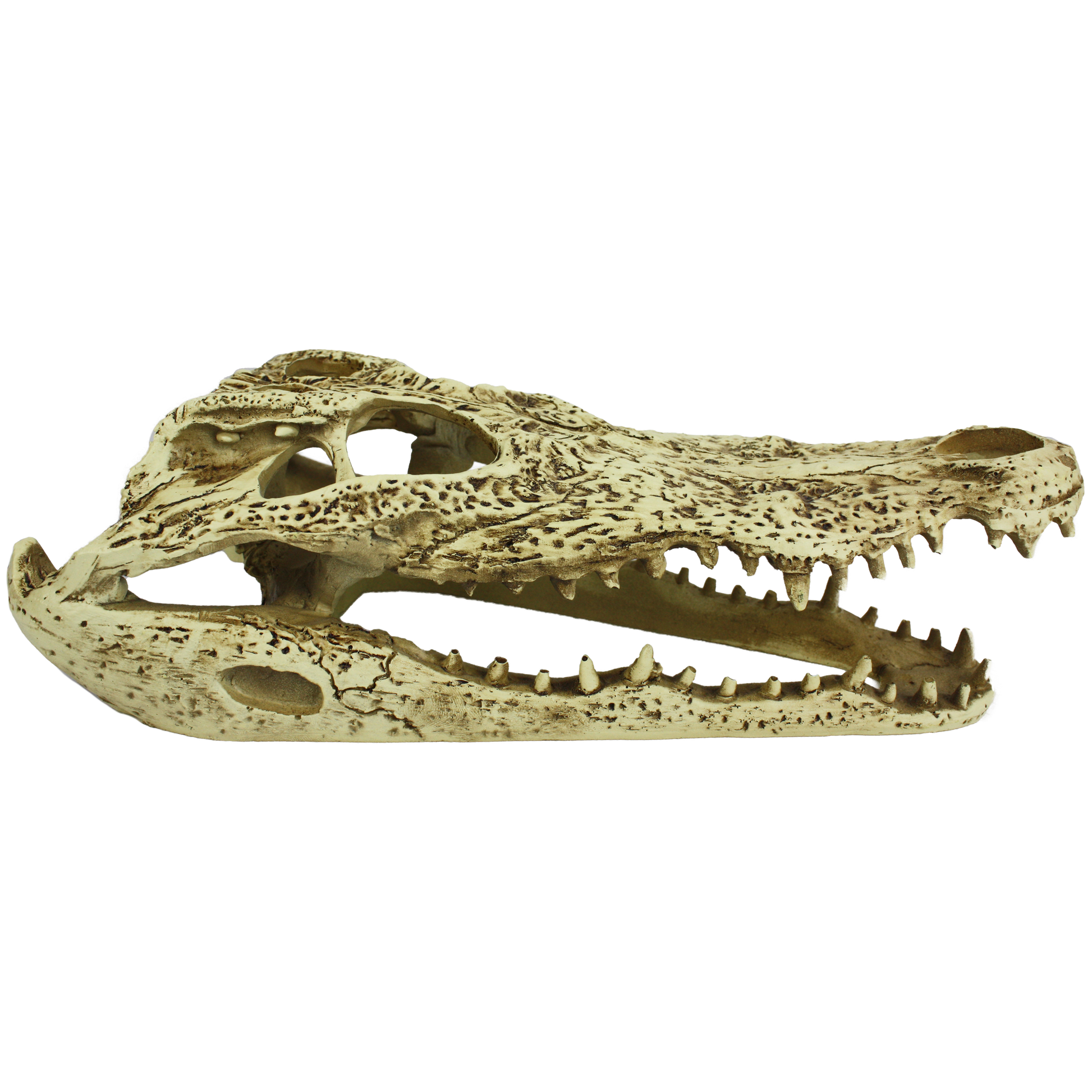 Komodo Alligator Skull Hideout 9 in 784369933161