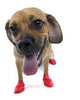 Pawz Dog Boots 12 pk. Small {L + 1x} 975103