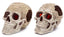 Penn - Plax Skull Gazer Aquarium Ornament Celtic & Tribal 5.5 in 2 pack