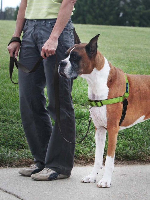 PetSafe Deluxe Easy Walk Steel Dog Harness Black/Apple LG