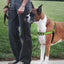 PetSafe Deluxe Easy Walk Steel Dog Harness Black/Apple LG