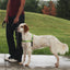 PetSafe Deluxe Easy Walk Steel Dog Harness Black/Apple MD