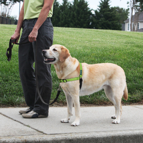PetSafe Deluxe Easy Walk Steel Dog Harness Black/Apple MD/LG
