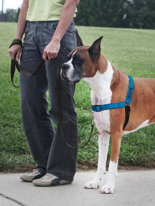 PetSafe Deluxe Easy Walk Steel Dog Harness Black/Ocean LG
