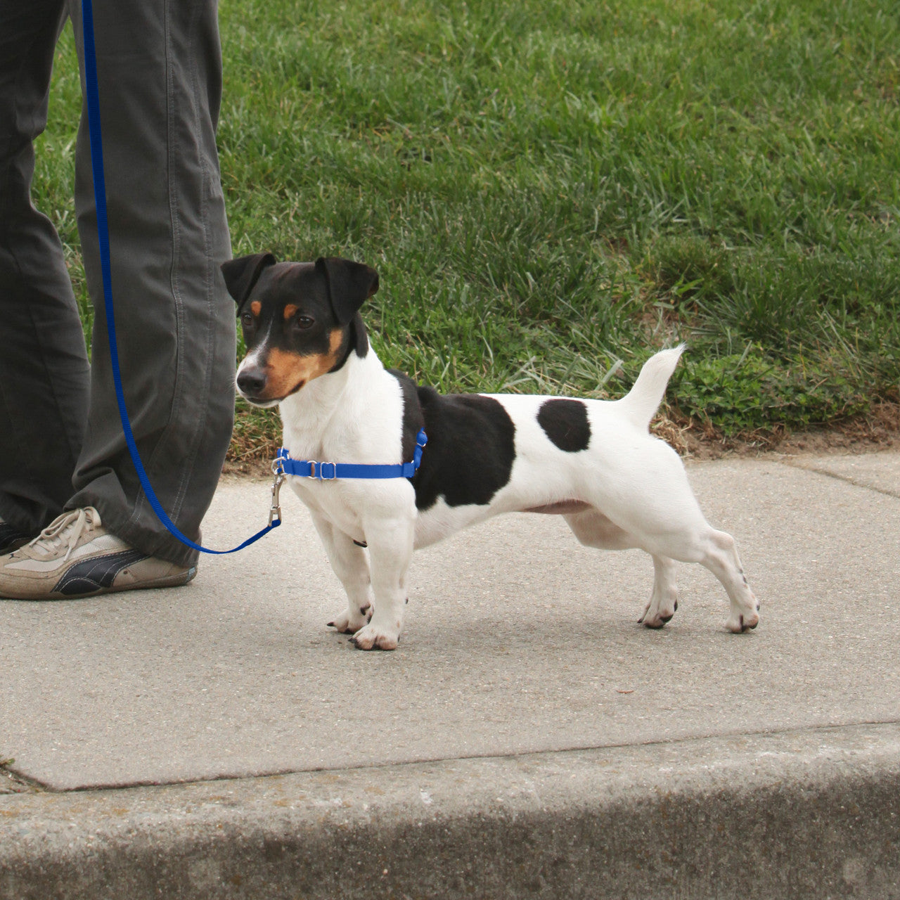 PetSafe Deluxe Easy Walk Steel Dog Harness Black/Ocean SM