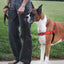 PetSafe Deluxe Easy Walk Steel Dog Harness Black/Rose MD/LG