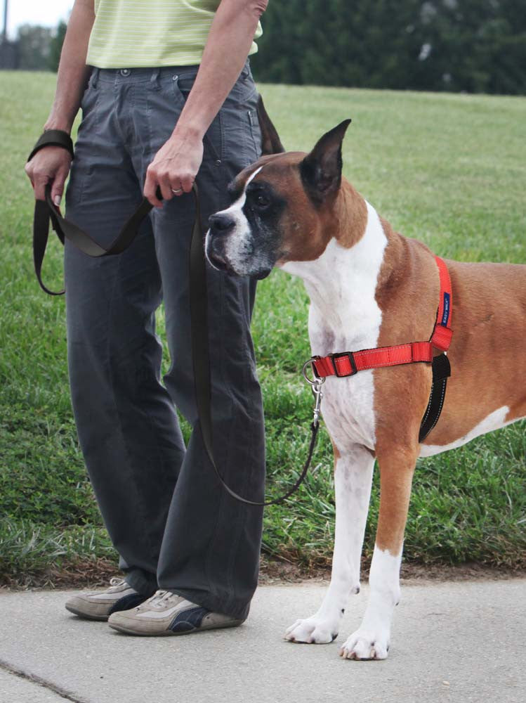 PetSafe Deluxe Easy Walk Steel Dog Harness Black/Rose MD/LG